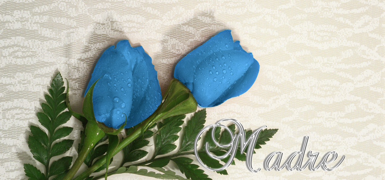 2 Roses Blue Silver Madre